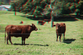 Cows in Cow paddock 3D Anaglyph Cattle farm Scene