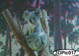 Perfect Live Koala 3D Stereoscopic Portrait